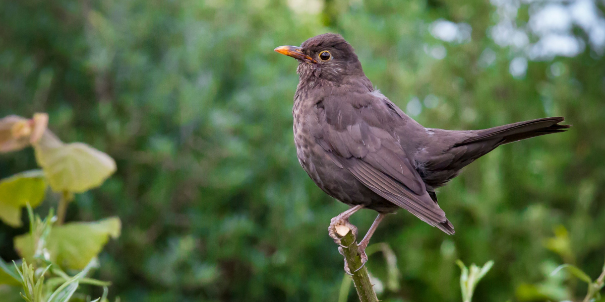 Bird on allotment